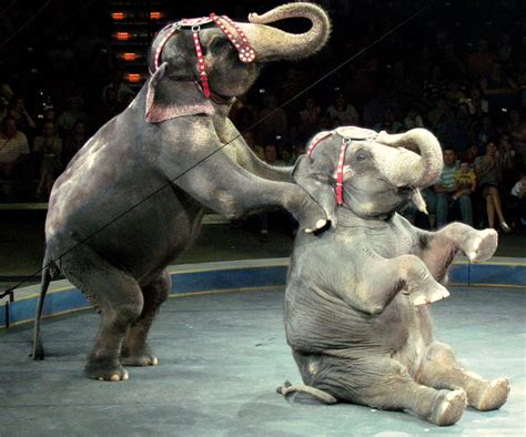 UK government announces ban on wild animals in travelling circuses ...