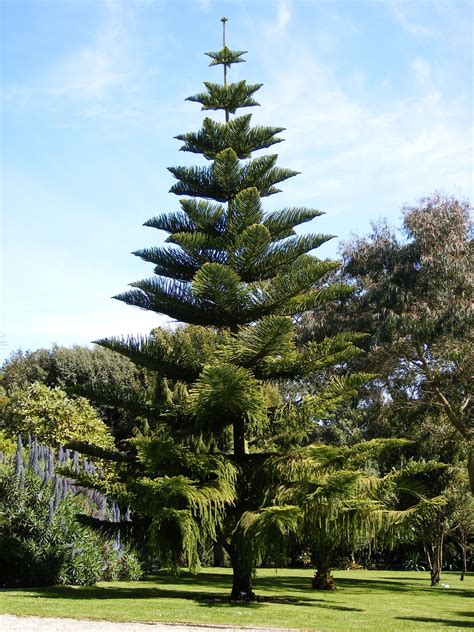 Araucaria heterophylla - Trees and Shrubs Online