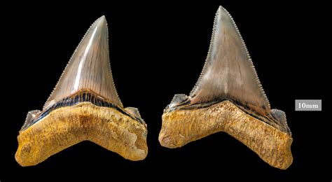 Victorian Fossil Find Uncovers Prehistoric Leftovers of Colossal Shark ...