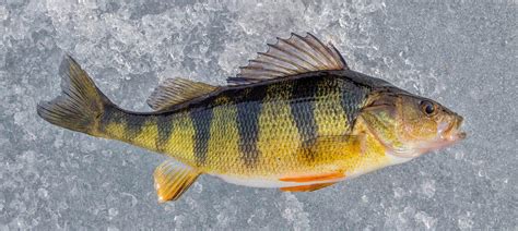 Yellow Perch Fishing in Green Lake, WI - FishingBooker