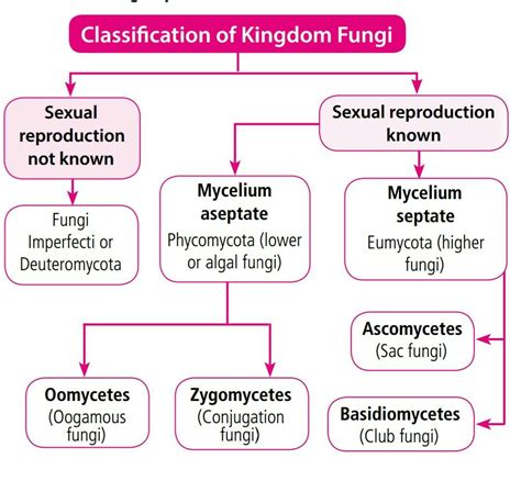 Fungi Kingdom Fungus Kingdom Classification Chart Large Format With ...