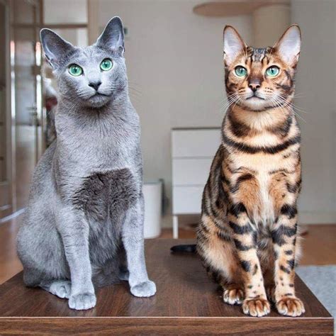 Russian Blue Cat & Bengal cat : r/cats