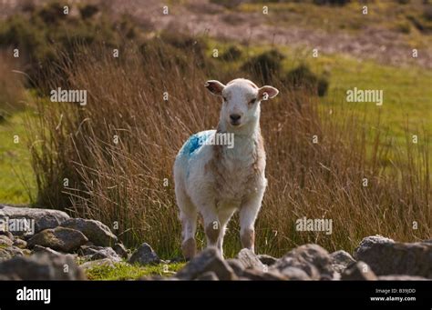 Welsh mountain lamb running free on common land Wales UK Stock Photo ...