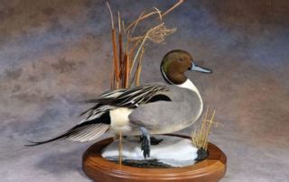 Birdman Studios Taxidermy - Waterfowlers Challenge