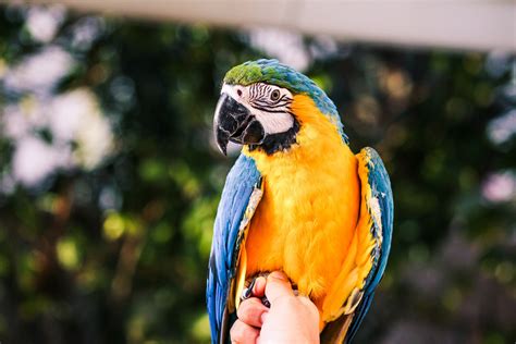 5 Best Large Parrots to Keep as Pets