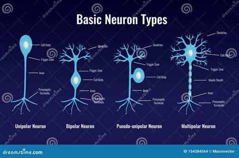 Illustration Of Basic Neuron Types Cartoon Vector | CartoonDealer.com ...