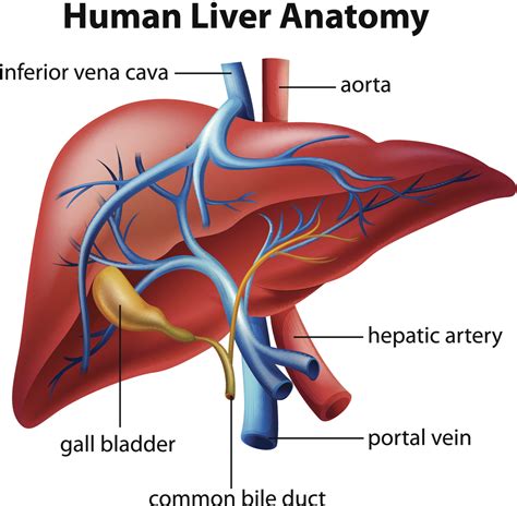 Interventional Radiology - NETRF