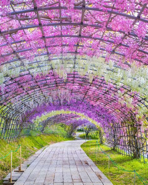 Wisteria Tunnel In Kitakyushu, Japan