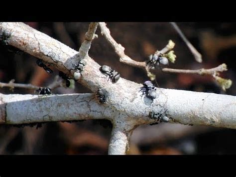 Search Algorithm Inspired by Arboreal Ant Trail Networks — Innovation ...