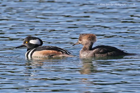 Hooded Merganser - Not the Duckiest Duck - Nature Guys