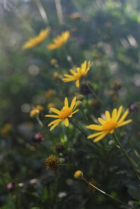 Yellow daisy flowers in a garden 2115433 Stock Photo at Vecteezy