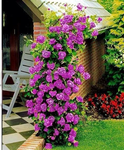 make a beautiful trellis | Climbing roses, Rose seeds, Plants