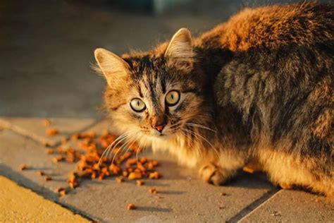 What To Feed A Colony of Feral Cats? 12 Vet Approved Tips & Advice ...