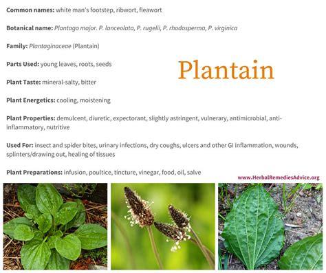 Benefits of Plantain | Plantain herb, Herbs, Plantain plant