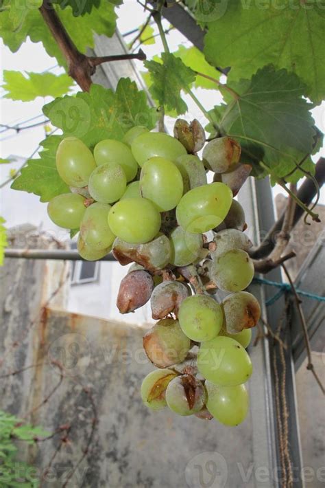 Noble rot of a wine grape, botrytised grapes 16656623 Stock Photo at ...