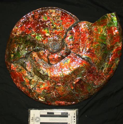 Opalized Ammonite Fossil - AMMONITE-1118 - Southern Alberta - Canada ...