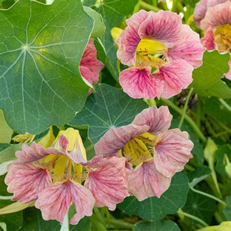 Ladybird Rose Nasturtium Seeds edible garden edible flower | Etsy