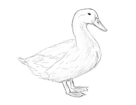 How to draw a duck with pencil step-by-step drawing tutorial.