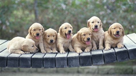 Golden Retriever puppies wallpaper - Animal wallpapers - #48522