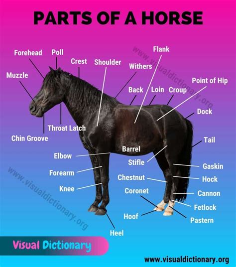 Horse Anatomy: Helpful List of 30 External Parts of A Horse - Visual ...