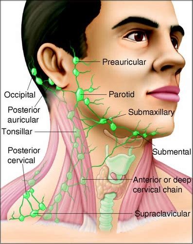 Occipital Lymph Node Location