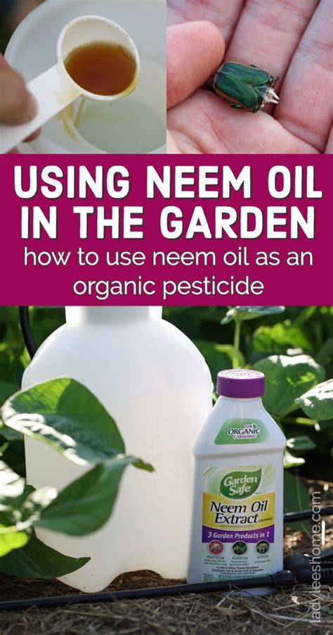 Neem Oil For Plants - House Plants DA