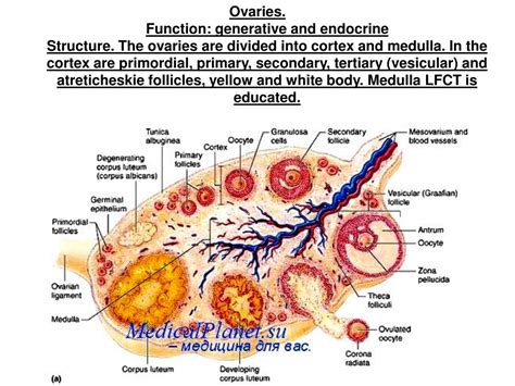 PPT - Histology of female reproductive system PowerPoint Presentation ...