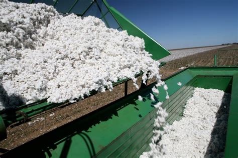 Slight Increase in U.S. Cotton Production | Southeast AgNET