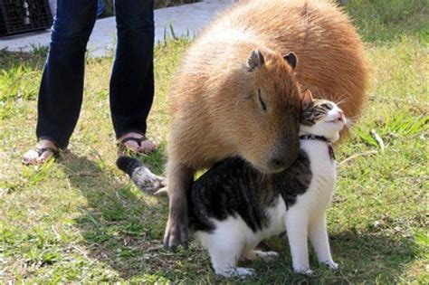 Capybara, Rodent Of Unusual Size, Loves To Hug Cats (PHOTOS) | HuffPost