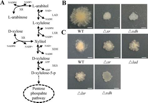 The genes involved in pentose metabolism of N. crassa. (A) General ...