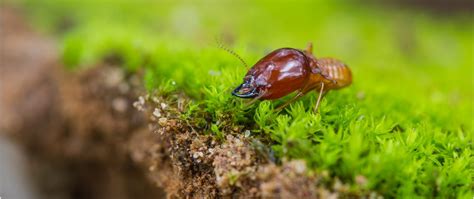 Pest Profile Series : Termites in Your Home | Pest Control