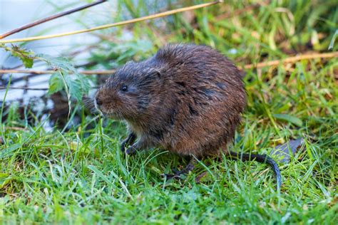 Green Infrastructure Project Update - A tale of voles and holes ...