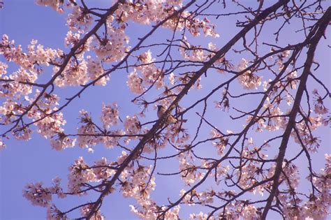 Bunga Sakura Kelopak Cherry - Foto gratis di Pixabay - Pixabay