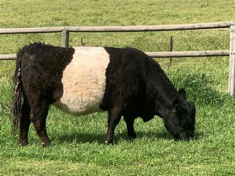 Galloway Cattle – Galloways Australia