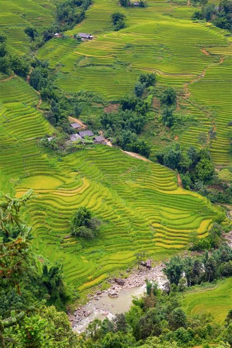 Rice plantation stock photo. Image of pattern, cultivation - 26906450