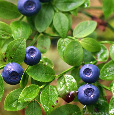 Natural Herbal Remedies | Herbal Supplements Articles: Bilberries and ...