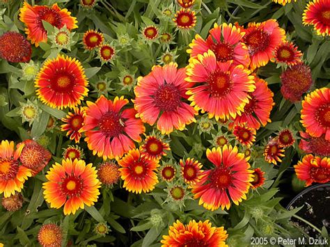 Gaillardia aristata (Blanketflower): Minnesota Wildflowers