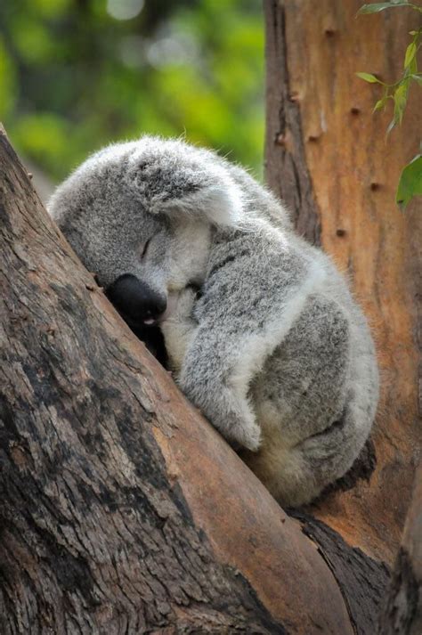 A cute little sleeping koala! #Music #IndieArtist #Chicago | Baby koala ...