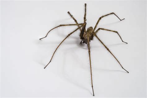 The Benefits of Spiders - Don't Be Scared of Spiders!