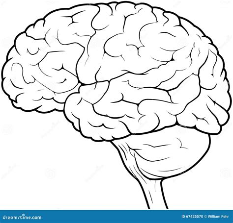 Human Brain Drawing Stock Illustration - Image: 67425570