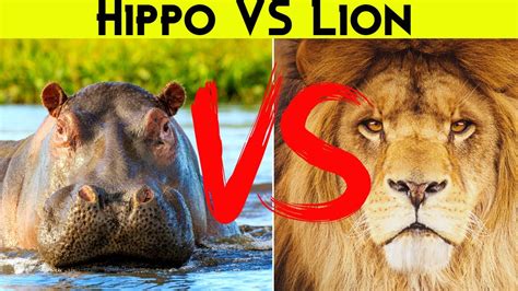 Hippo vs. Lion - YouTube