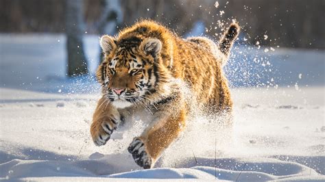 Tiger Cubs Wallpapers - Wallpaper Cave