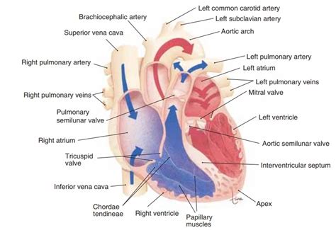 Heart Chambers-Vessels and Valves