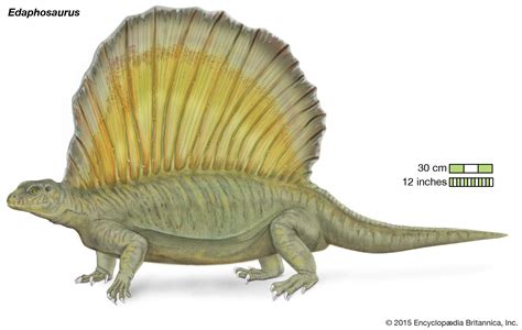 Edaphosaurus | Permian Period, Dimetrodon, Reptile | Britannica