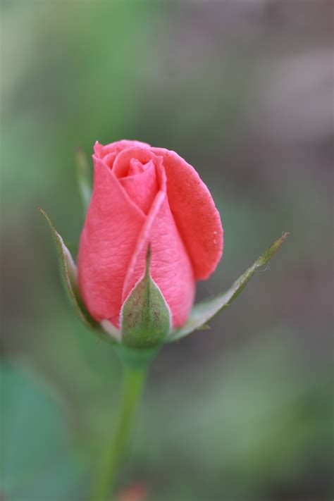 rose bud öâåò Rosebud morningdew - Oxilo