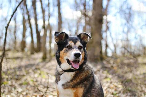 Shollies: Border Collie And German Shepherd Mixed Breed Dog