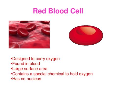 Red blood cells (Erythrocytes) structure and function, Myeloid tissue ...