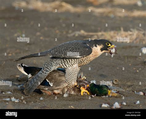 Hunting Peregrine Falcon Stock Photo - Alamy