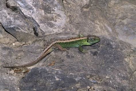 Sand Lizard breeding colours, endangered in UK Our beautiful Wall Art ...