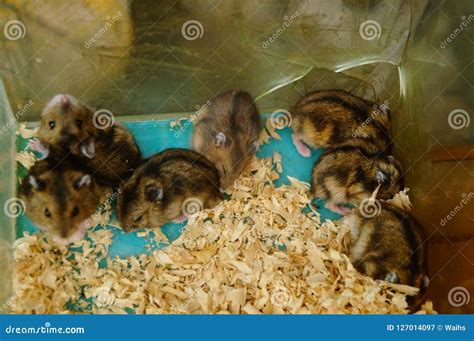 Hamsters are Playing. they are Funny and Cute Stock Image - Image of ...